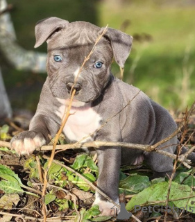 Photo №1. american pit bull terrier - for sale in the city of Антверпен | 650$ | Announcement № 55884