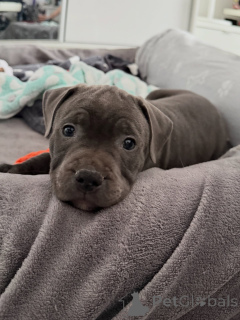 Photo №3. Staffordshire Bull Terrier Puppies Ready to Go Reserve Yours Now. Czech Republic