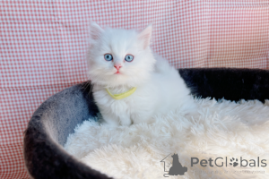 Photo №1. munchkin - for sale in the city of Augsburg | negotiated | Announcement № 170321