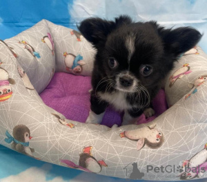 Photo №1. chihuahua - for sale in the city of Bari | 370$ | Announcement № 66729