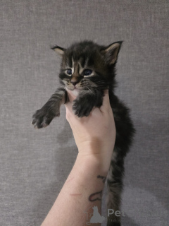 Photo №2 to announcement № 152379 for the sale of maine coon - buy in Austria breeder