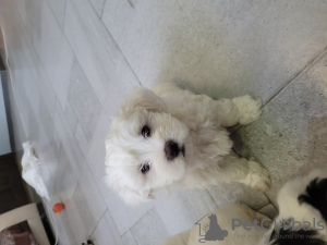 Photo №2 to announcement № 132195 for the sale of maltese dog - buy in Georgia private announcement
