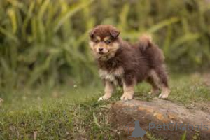Photo №3. Finnische Lapphund-Welpen zu verkaufen. France