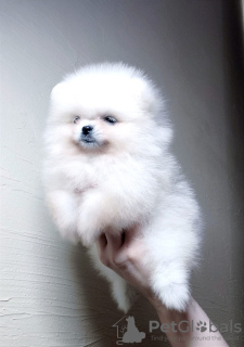 Photo №2 to announcement № 124446 for the sale of pomeranian - buy in Germany private announcement