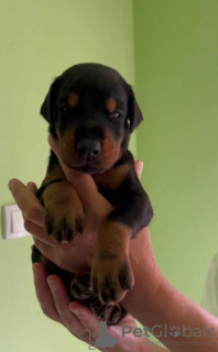 Photo №4. I will sell dobermann in the city of Subotica. breeder - price - negotiated