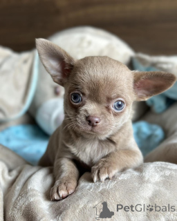Photo №3. Smukke chihuahua-hvalpe søger kærlige hjem for altid. Denmark