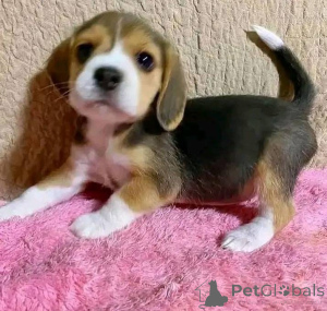 Photo №1.  - for sale in the city of Altoona | negotiated | Announcement № 161167