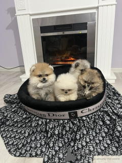 Photo №2 to announcement № 92509 for the sale of pomeranian - buy in Serbia 