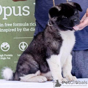 Additional photos: American Akita puppies