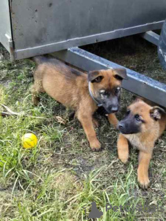 Photo №1. belgian shepherd - for sale in the city of Fredrikstad | negotiated | Announcement № 124704