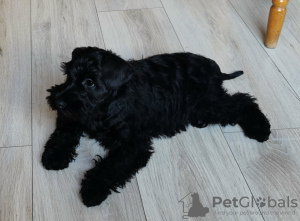Photo №1. schnauzer - for sale in the city of Nysa | 749$ | Announcement № 31249
