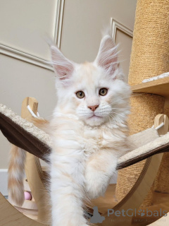 Photo №2 to announcement № 155921 for the sale of maine coon - buy in Germany breeder