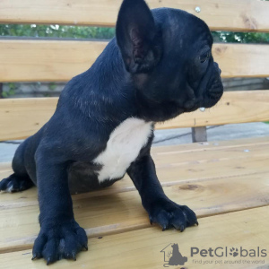 Photo №3. french bulldog. Germany