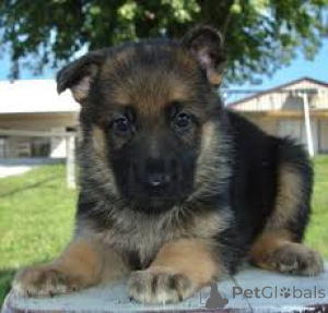 Photo №4. I will sell german shepherd in the city of Paris. private announcement, breeder - price - 1032$