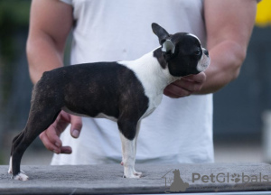 Additional photos: Boston Terrier Beautiful puppies for sale