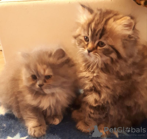 Photo №1. persian cat - for sale in the city of Vienna | 317$ | Announcement № 88491