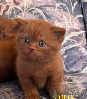 Photo №4. I will sell british shorthair in the city of Serig.  - price - 599$