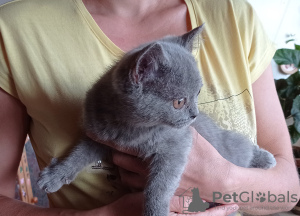 Photo №3. The British Shorthair Kittens. Czech Republic