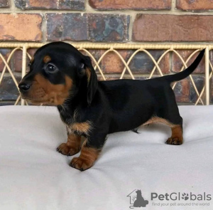 Photo №2 to announcement № 109864 for the sale of dachshund - buy in Greece breeder