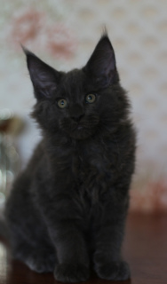 Photo №2 to announcement № 2530 for the sale of maine coon - buy in Ukraine from nursery