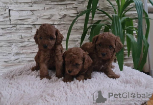 Additional photos: Toy red poodle puppies for sale