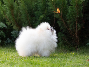 Photo №1. pomeranian - for sale in the city of Kremenchug | 1775$ | Announcement № 3366