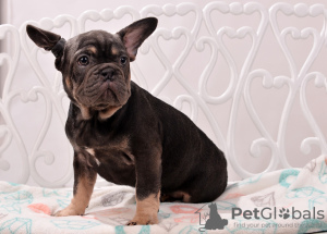 Photo №1. french bulldog - for sale in the city of Warsaw | 1623$ | Announcement № 12821