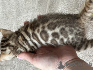 Additional photos: Bengal kittens