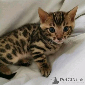Photo №2 to announcement № 164998 for the sale of bengal cat - buy in Finland private announcement, breeder