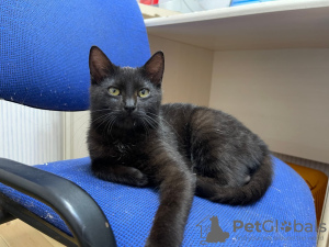 Additional photos: A wonderful black cat, kitten Charlie, is looking for a home and a loving