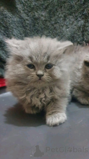 Photo №2 to announcement № 136631 for the sale of british shorthair - buy in Germany breeder