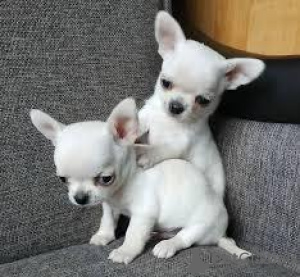 Photo №1. chihuahua - for sale in the city of Troisdorf | 528$ | Announcement № 41663