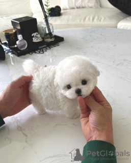 Photo №1. bichon frise - for sale in the city of Paris | negotiated | Announcement № 85512