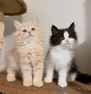 Photo №3. Siberian kittens. Austria