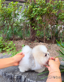 Photo №1. pomeranian - for sale in the city of Prague | negotiated | Announcement № 171947