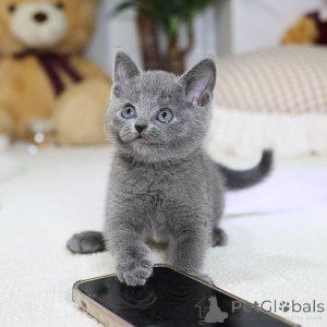 Photo №2 to announcement № 158647 for the sale of russian blue - buy in France private announcement