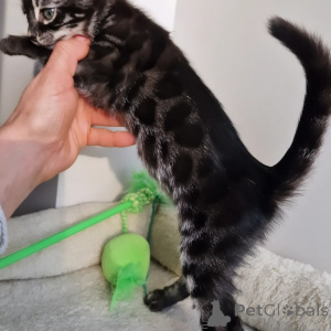 Photo №2 to announcement № 160242 for the sale of bengal cat - buy in Germany private announcement
