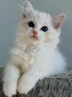 Photo №3. Exceptional Ragdoll Kittens Soft-Coated, People-Oriented Companions. Netherlands
