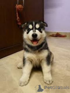 Photo №3. Siberische Husky-puppy's te koop. Belgium