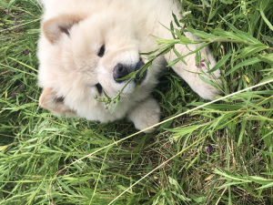 Additional photos: Chow Chow Puppies