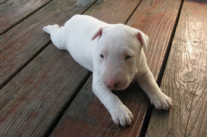 Photo №2 to announcement № 370 for the sale of bull terrier - buy in Russian Federation private announcement