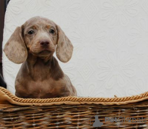 Photo №1. dachshund - for sale in the city of Vienna | negotiated | Announcement № 134790