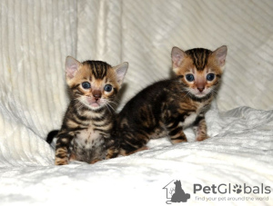 Photo №4. I will sell bengal cat in the city of Woltersdorf. private announcement, breeder - price - 300$