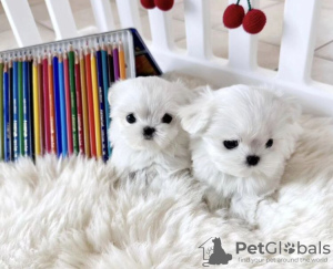 Photo №2 to announcement № 86376 for the sale of maltese dog - buy in United States private announcement