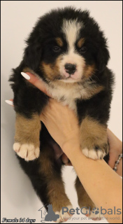 Additional photos: Bernese Mountain Dog puppies