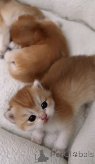 Photo №4. I will sell british shorthair in the city of Prague. from nursery, breeder - price - 800$