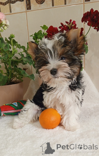 Photo №2 to announcement № 139124 for the sale of beaver yorkshire terrier - buy in Turkey breeder