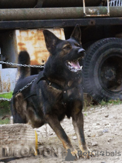 Photo №3. German shepherd puppies. Working lines. GDR type.. Ukraine