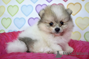 Photo №1. pomeranian - for sale in the city of Grodków | Is free | Announcement № 14928