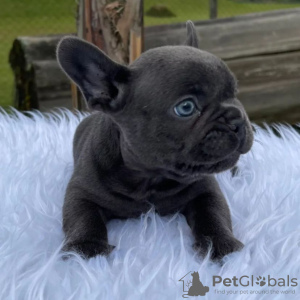 Photo №1. french bulldog - for sale in the city of Yerevan | negotiated | Announcement № 87444